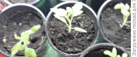 Посадка от 04.03.2018г. в ящички. 12.03.2018г. дружные всходы. 14.03.2018 первые листья. 17.03.2018г. пикировка в 0,5 л. стаканы.