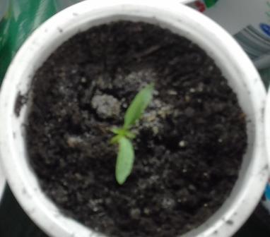 Посадка от 04.03.2018г. в кассеты. 14.03.2018г. дружные всходы. 20.03.2018 перевалка в горшочки 0.5 л., появились настоящие листья.