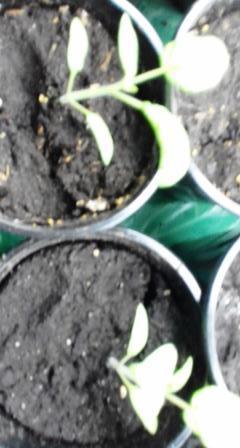 Посадка от 04.03.2018г. в ящички. 12.03.2018г. всходы. 14.03.2018 первые листья. 17.03.2018г. пикировка в 0,5 л. стаканы.