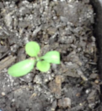 Посадка от 04.03.2018г. в кассеты. 14.03.2018г. дружные всходы. 17.03.2018 перевалка в горшочки 0.5 л. 20.03.2018г. появились настоящие листочки.