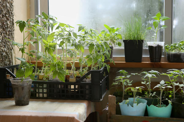 Молодые растения на подоконнике должны быть обеспечены достаточным количеством света