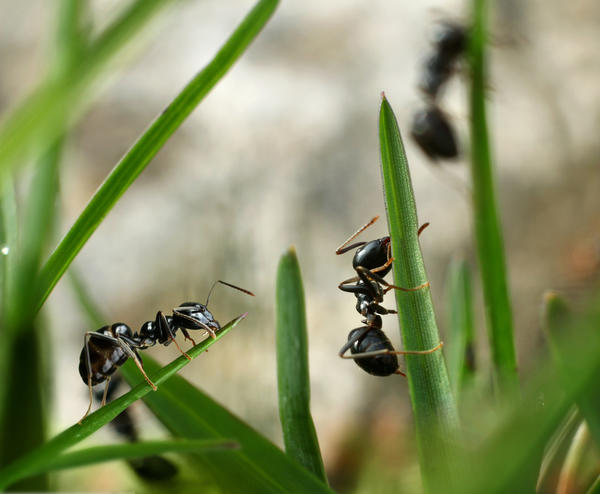 Рекомендуемые народные средства борьбы с муравьями применяйте с большой осторожностью: они могут навредить газонной траве