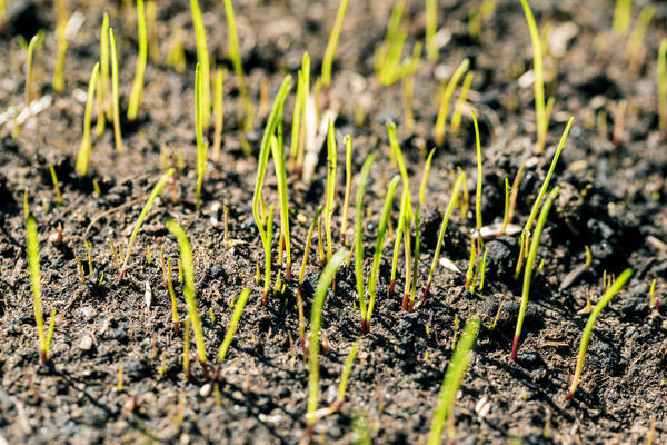 Если не удалить тщательно все сорняки при подготовке места под газон, то впоследствии пробившиеся молодые травинки окажутся в окружении агрессивной сорной растительности