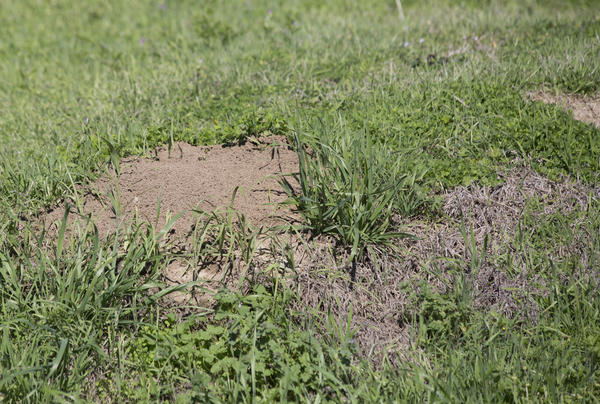 Не допускайте массового распространения земляных муравьев на газоне - они очень сильно портят внешний вид лужайки