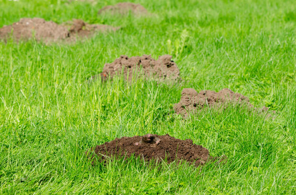 Образовавшиеся на газоне кучки кротов или земляных муравьев надо аккуратно распределить по поверхности