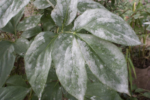 Главный признак мучнистой росы: характерный белый налет на листьях