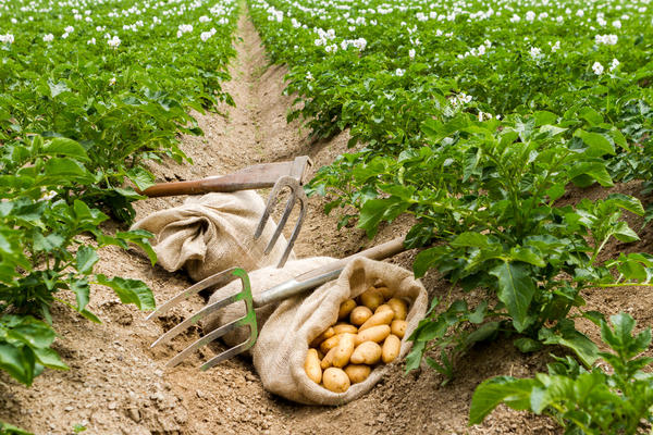 Грамотная профилактика от вредителей и болезней и своевременное лечение проверенными препаратами - залог здорового урожая картофеля
