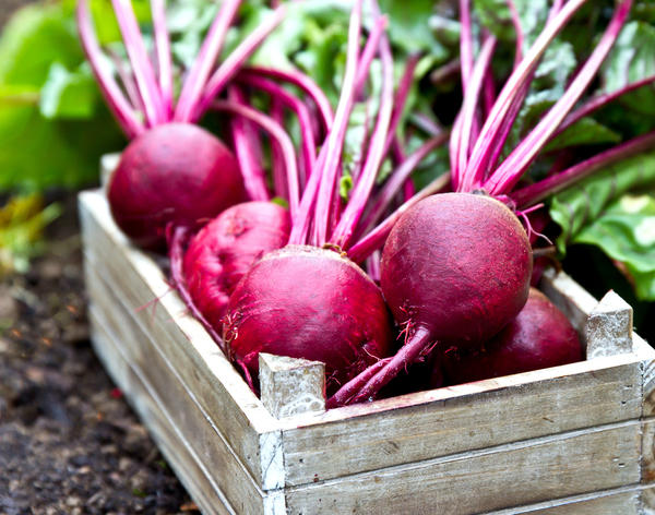 Вкусовые качества корнеплодов изменяются в зависимости от срока их хранения