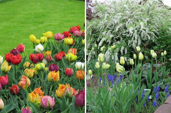 Микс из зеленоцветковых тюльпанов и весенняя композиция из тюльпанов Spring Green, мускари и цветущей спиреи