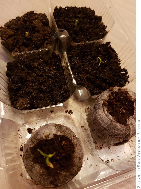 23 февраля перец &amp;quot;Большое золото&amp;quot;7-й день.