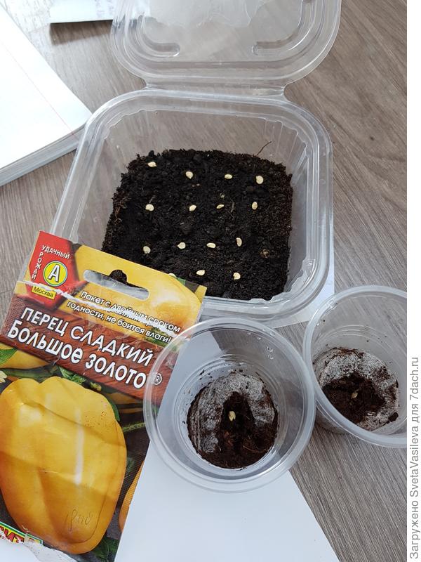 Посев перца "Большое золото" 2й раз