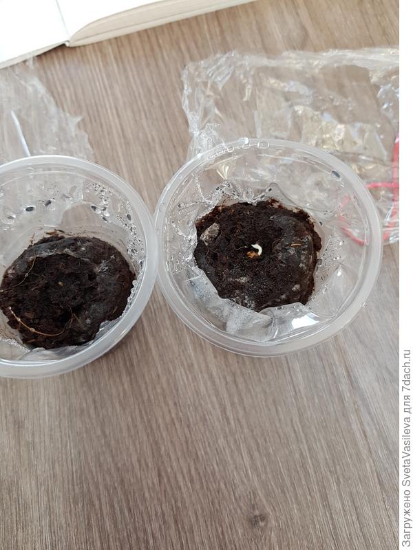 2шт от 19.02 перца "Большое золото"