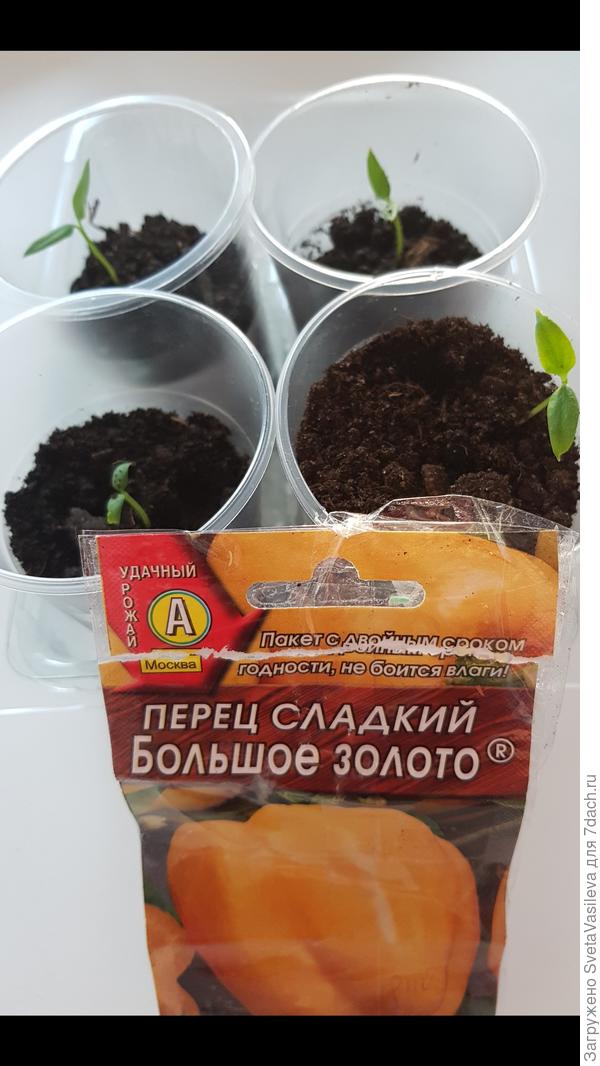4шт от 16.02 пересажены в стаканчики