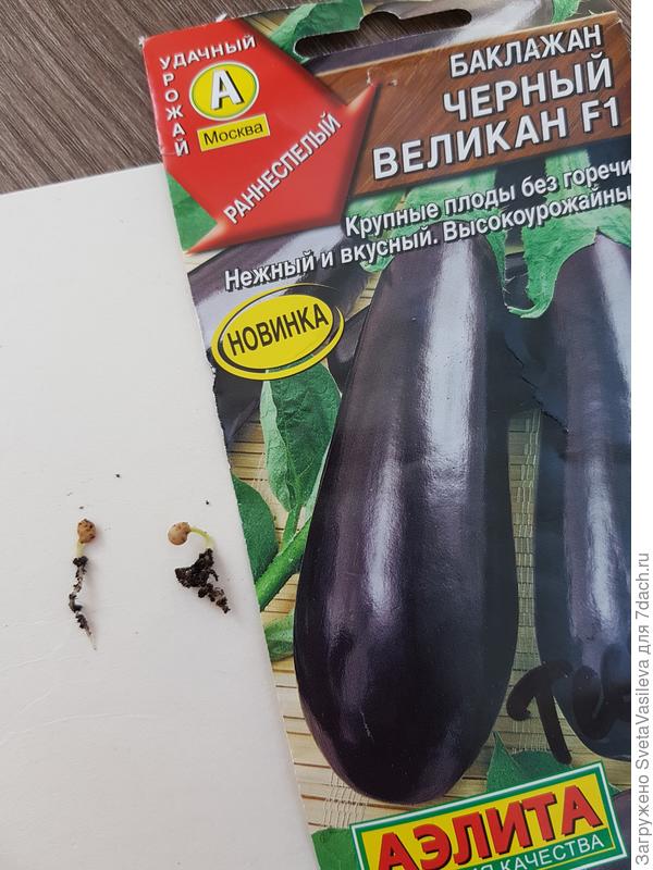 Удаление 2шт отстающих ростков баклажан