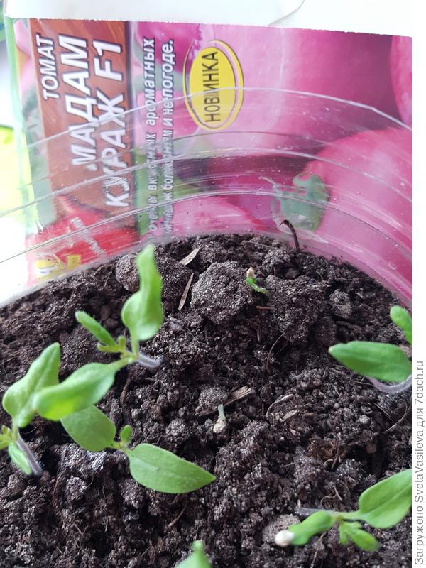 Два из последних всхода