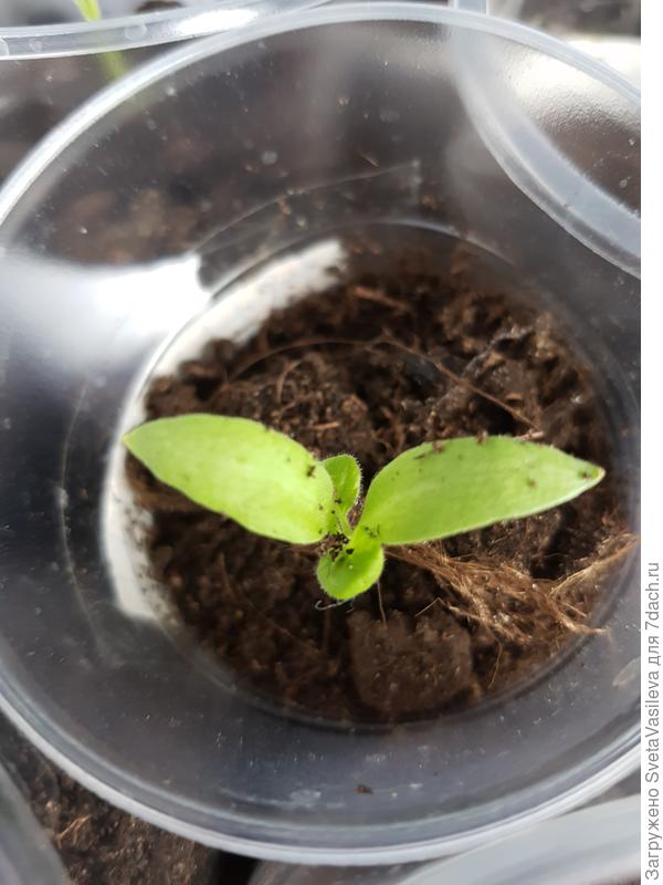 Настоящие листочки баклажана