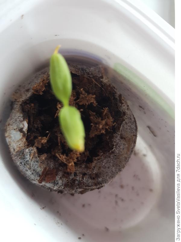 +еще 1 удаленный баклажан