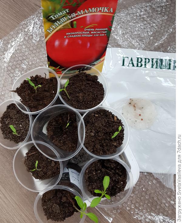 Тест на всхожесть томата "Большая мамочка" от 19.03
