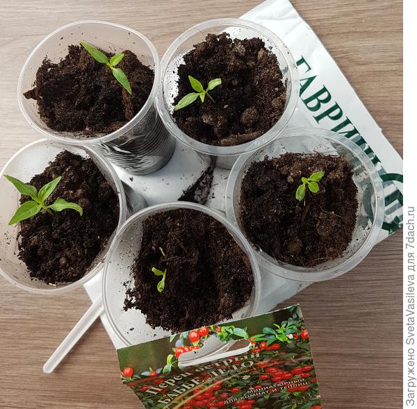 Перец на 15.04