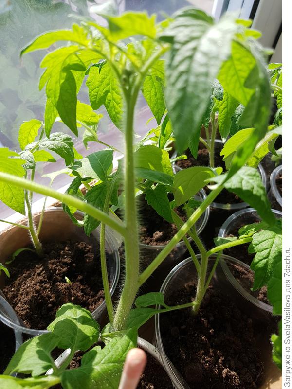 Первые бутоны на 15.04