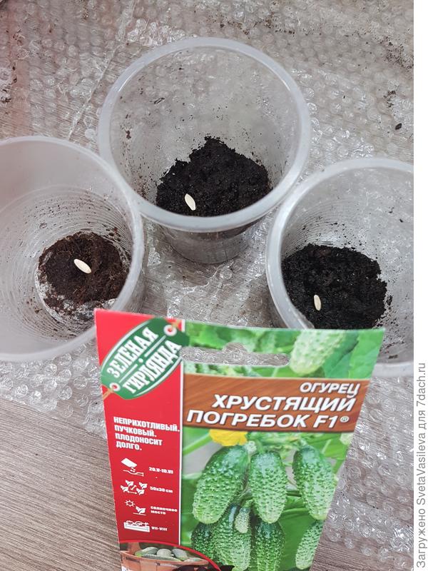Посев семян