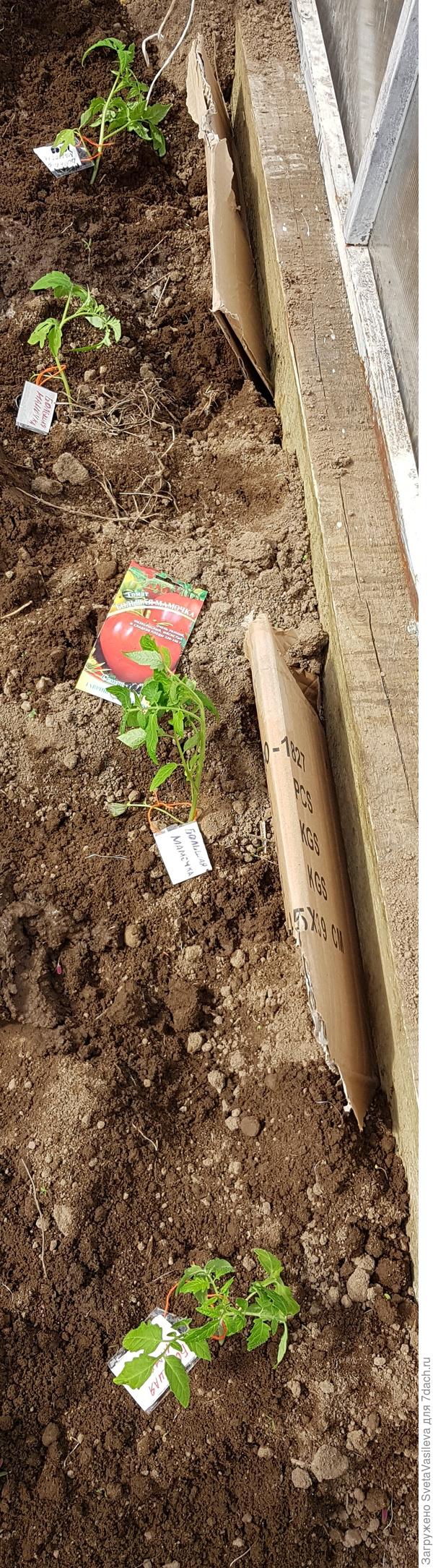 Томат"Большая мамочка" в теплице в кол-ве 4шт