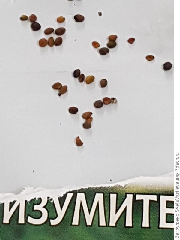 Подсчет семян.На цвет черные и коричневые.