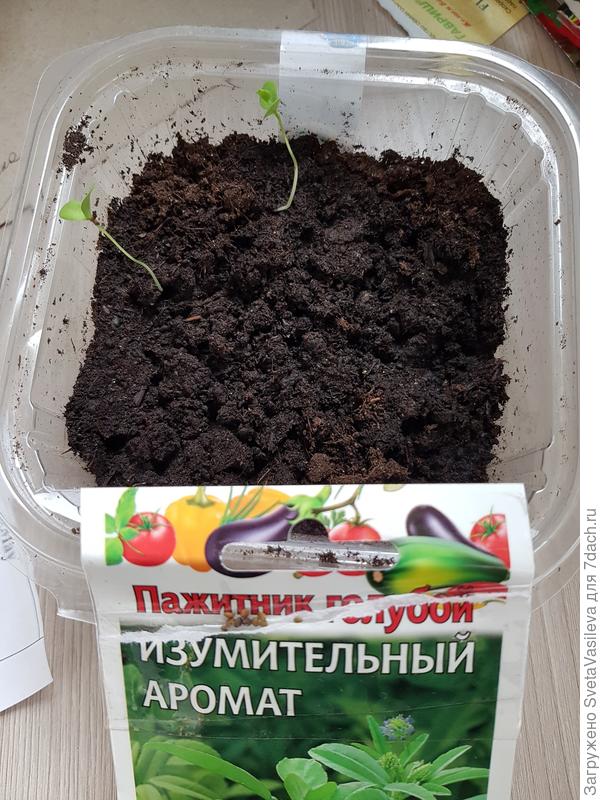 Всходы
