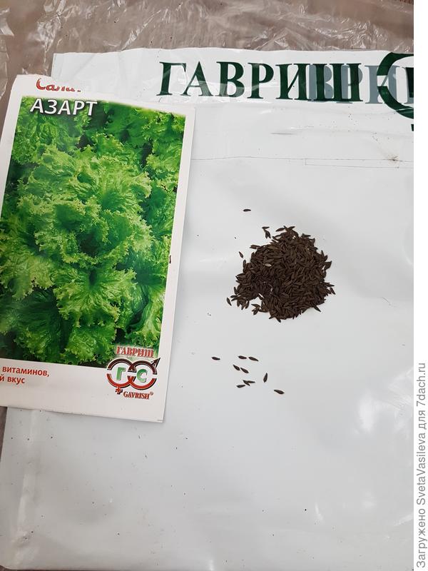 Семена салата