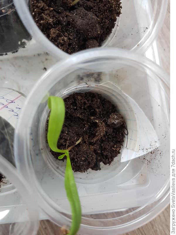 Первые листочки