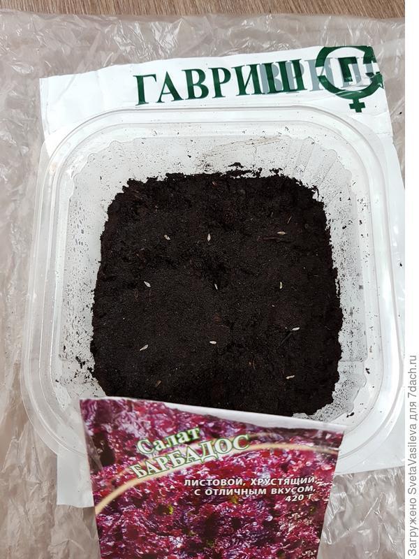 Посев в грунт