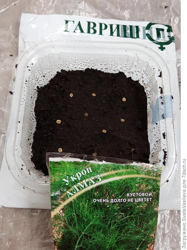 Посев в грунт