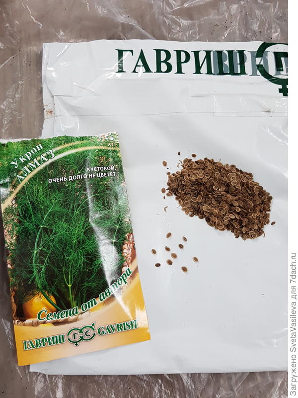 Семена укропа,с характерным ароматом
