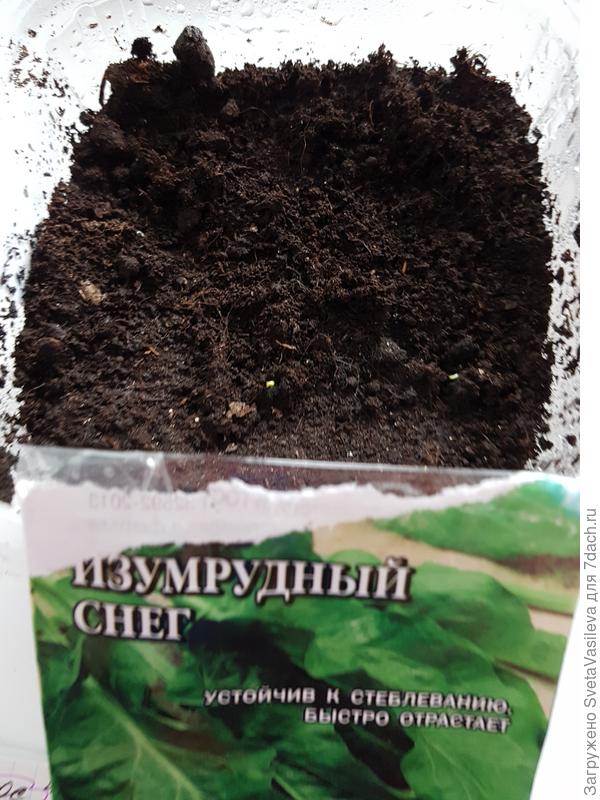 Первые проявление всхожести