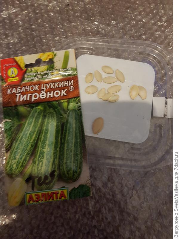Семена "Тигренка" 1шт большая,остальные мелкие
