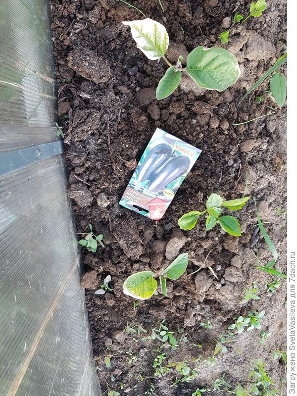 Баклажаны в открытом грунте после солнечных ожогов