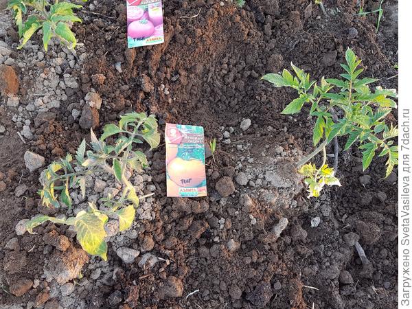 "Медовый гигант" после солнечных ожогов