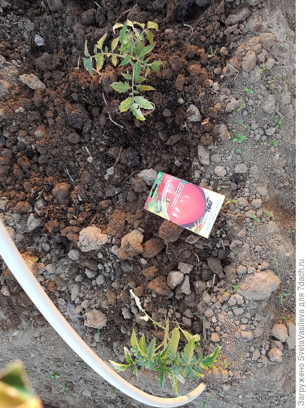 Томат после солнечных ожогов