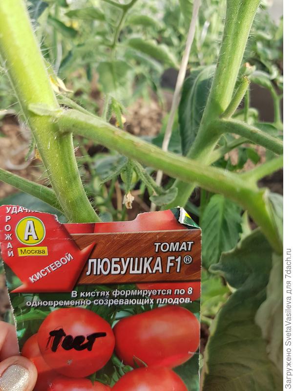 Первый плод томата "Любушка"