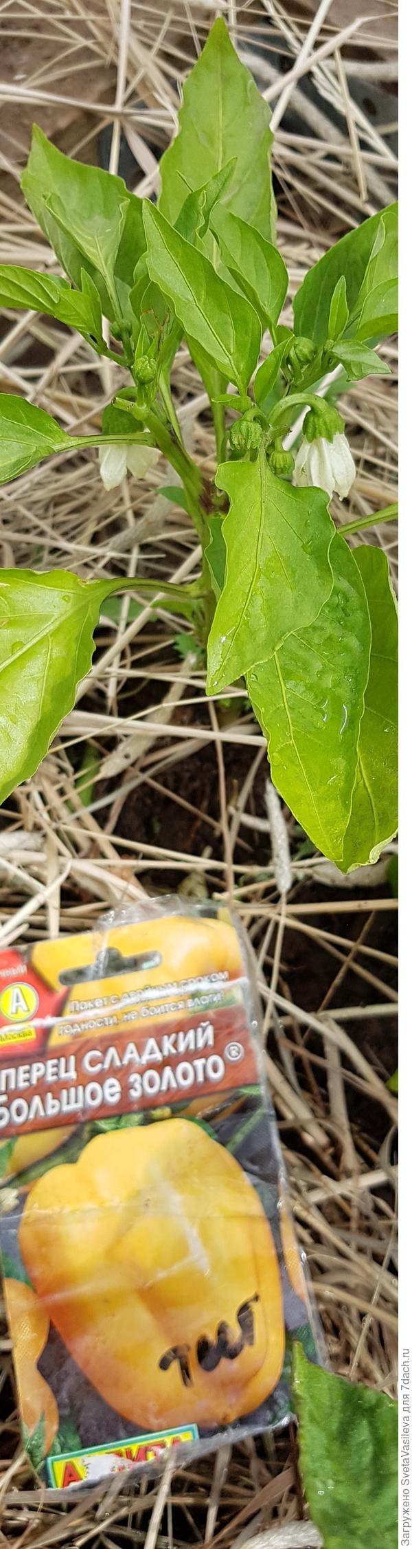 Первые цветы