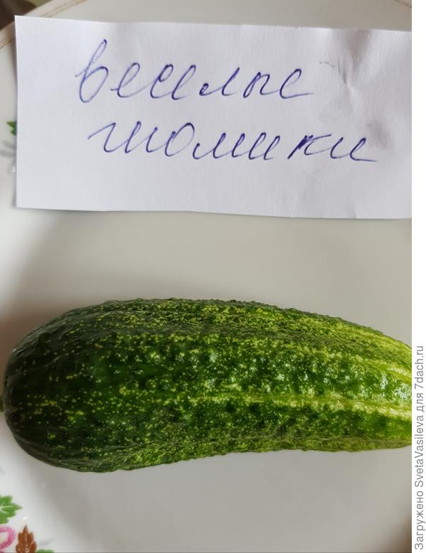 Вид огурца на тарелке