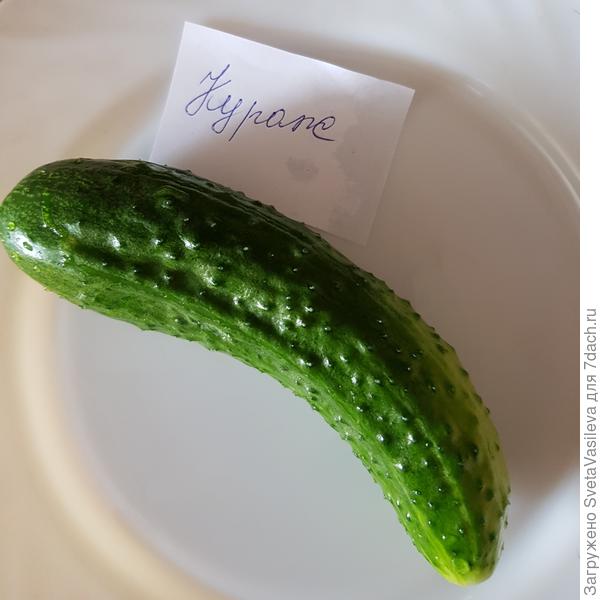 Вид огурца на тарелочке