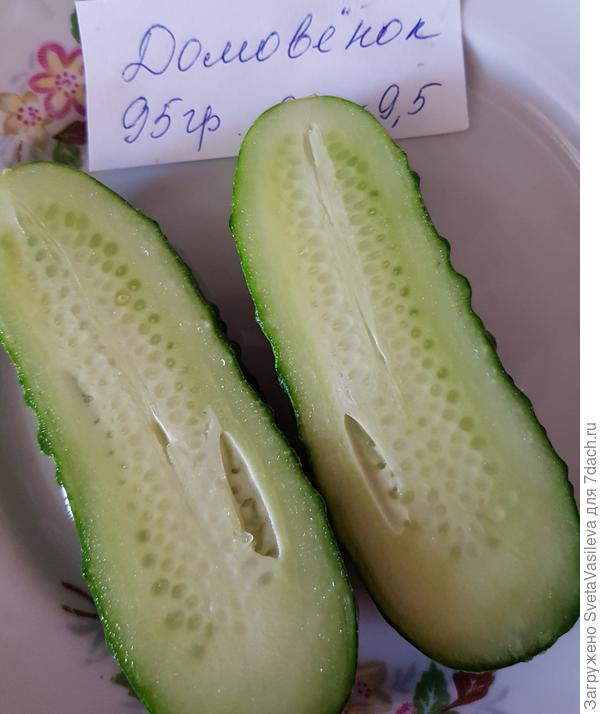 Огурец в разрезе