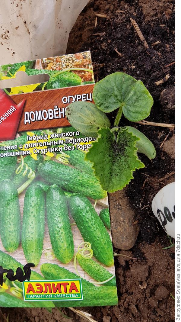 Первые настоящие листочки
