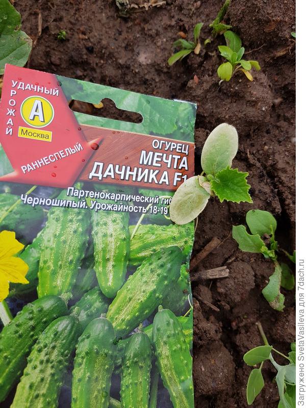 Мечта дачника" настоящие листочки