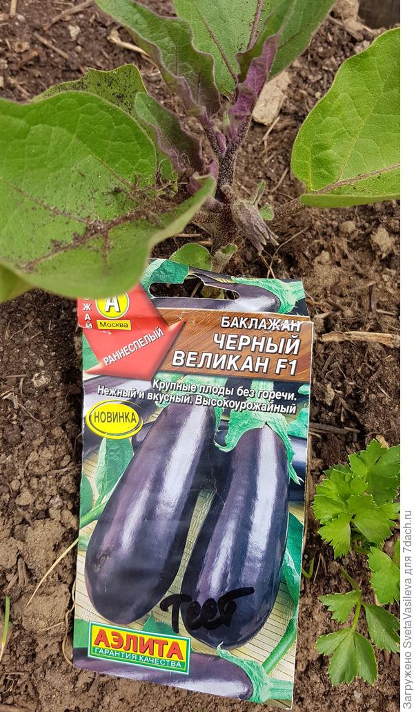 Баклажан Жизель Описание Сорта Фото Отзывы