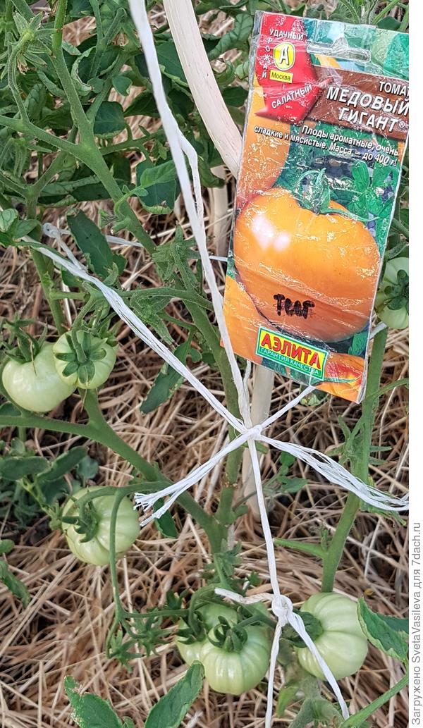 Так выглядят томаты в теплице на 18.06