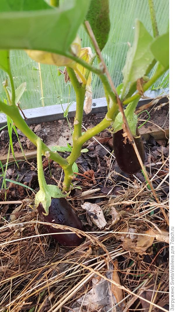 Первые плоды