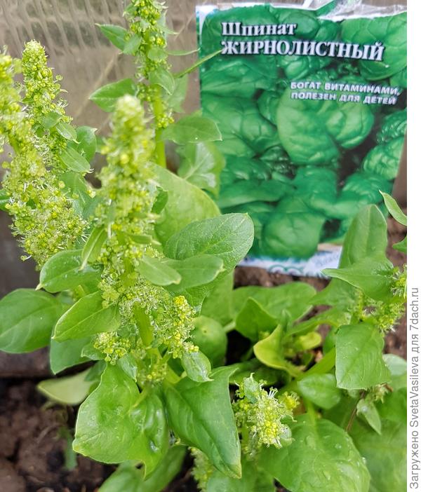 Шпинат жирнолистный схема посадки