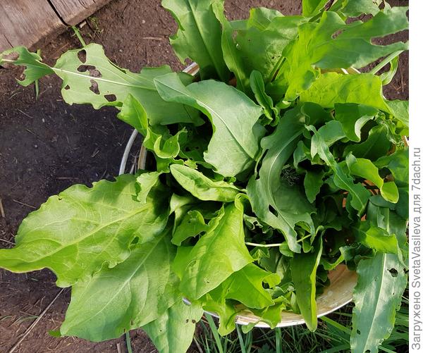 Сбор урожая с пакетика семян.